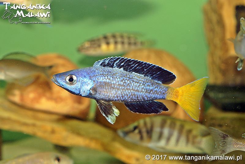 Cyprichromis sp. 'brilliant jumbo' (Speckleback Moba)